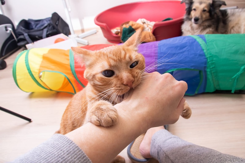 cat biting hand