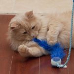 Cat playing with toy