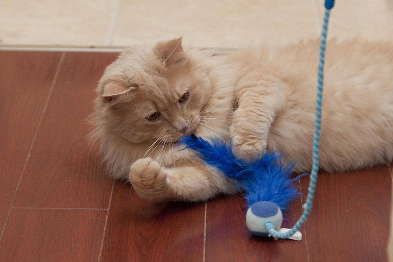 Cat playing with toy