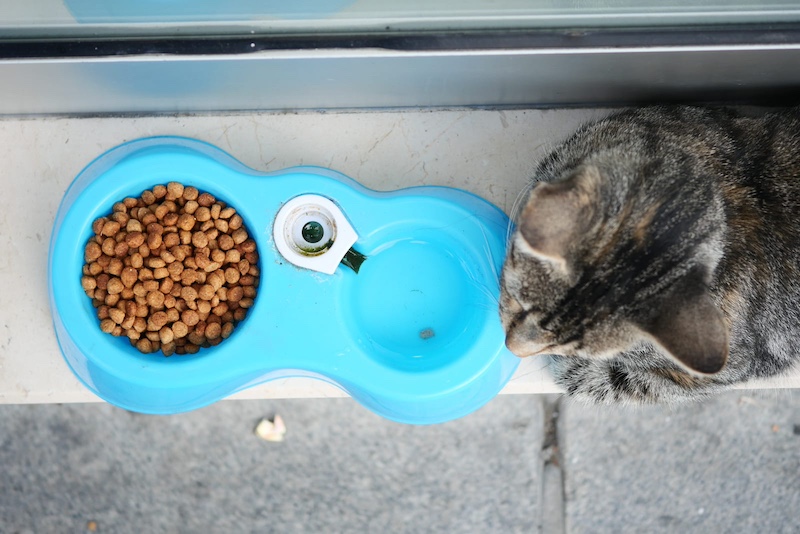 cat bowl