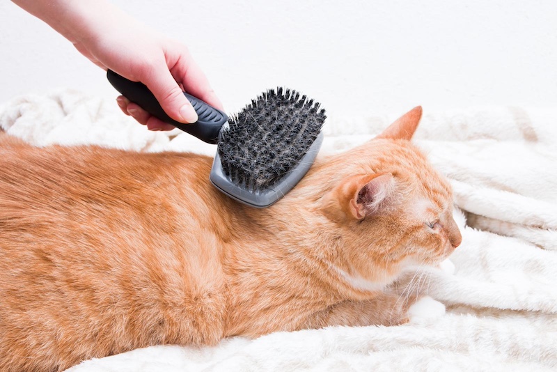 cat being brushed