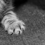 cat claw