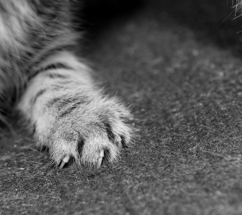 cat claw