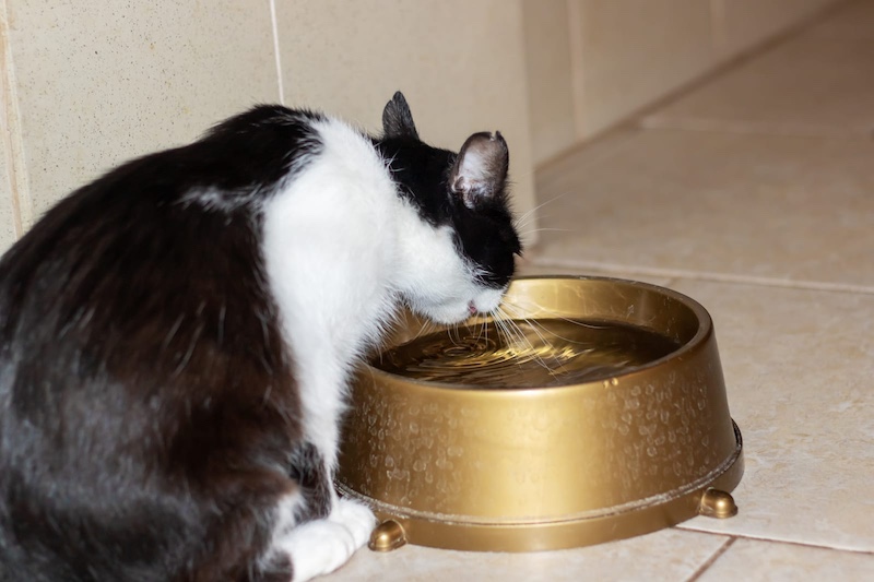 cat drinking water