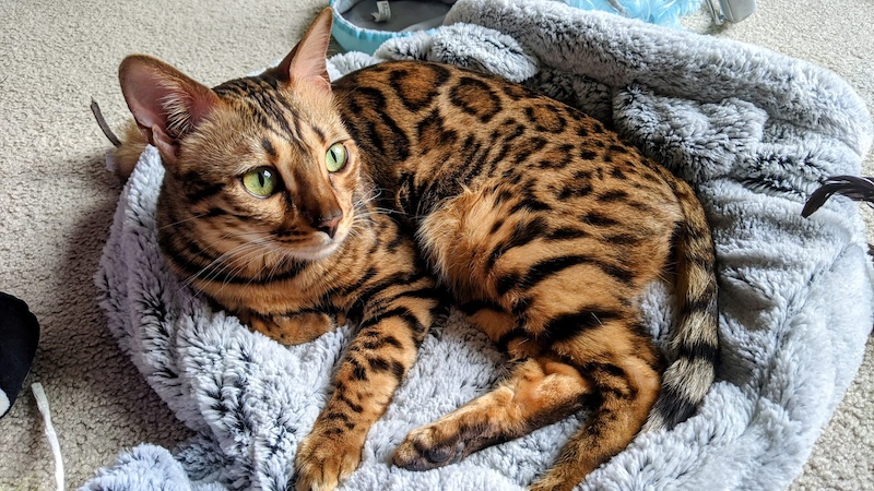 cat in bed