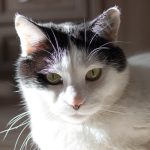 cat in sun
