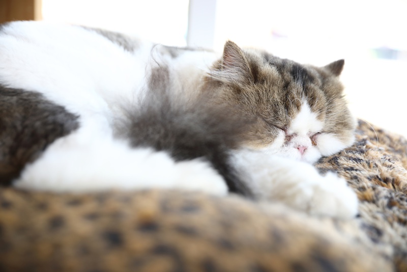 cat sleeping