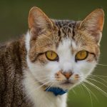cat staring