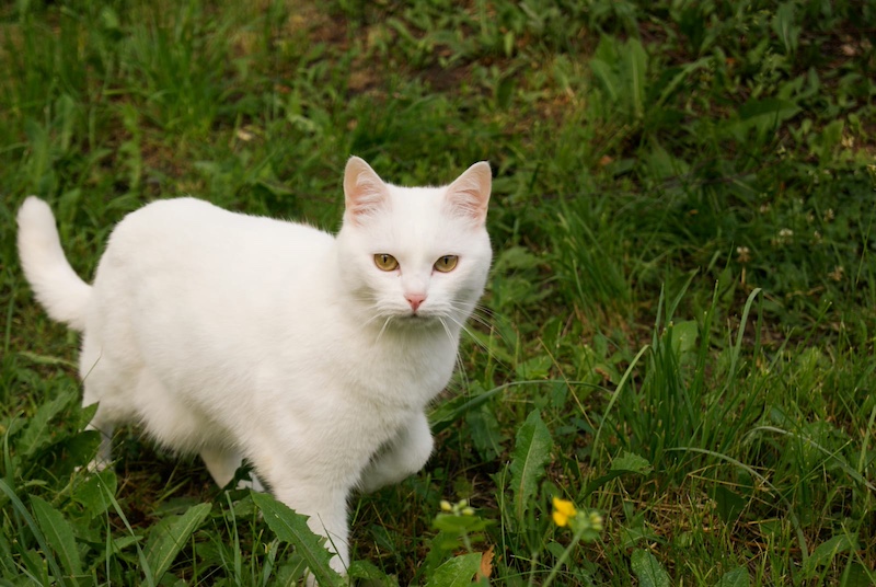 cat with tail up