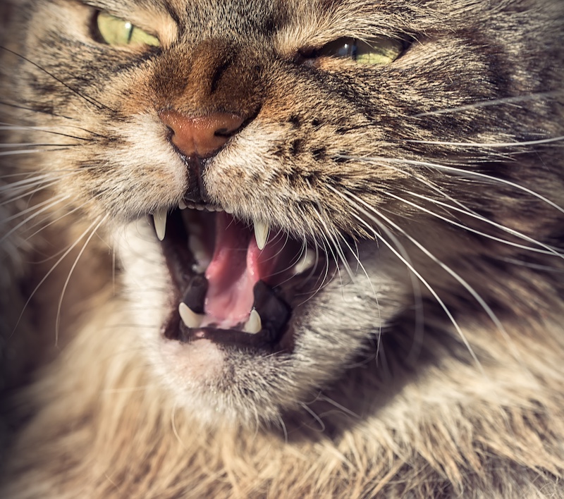 cat teeth
