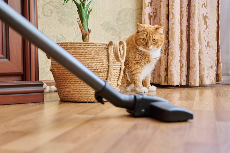 cat vacuum