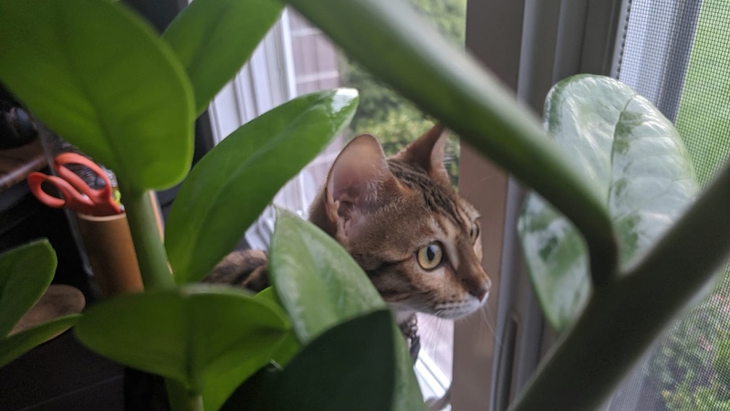 cat window