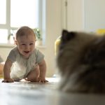 baby crawling toward cat