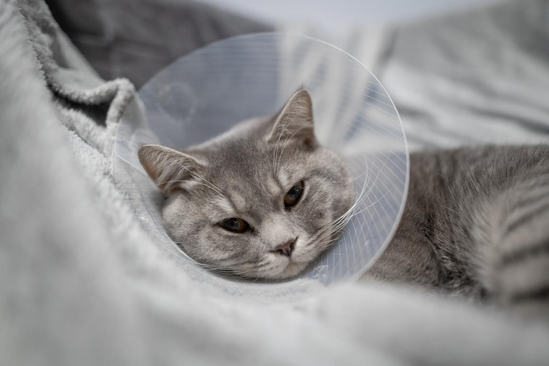 cat with cone