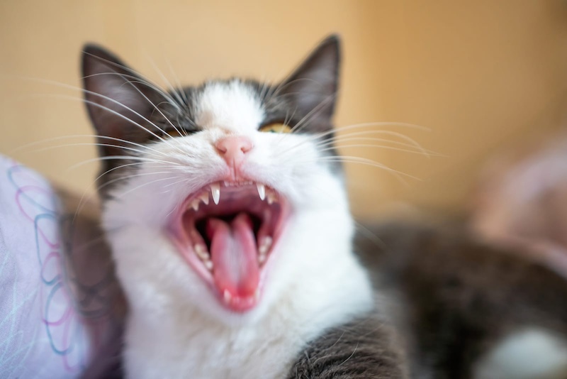 cat yawn