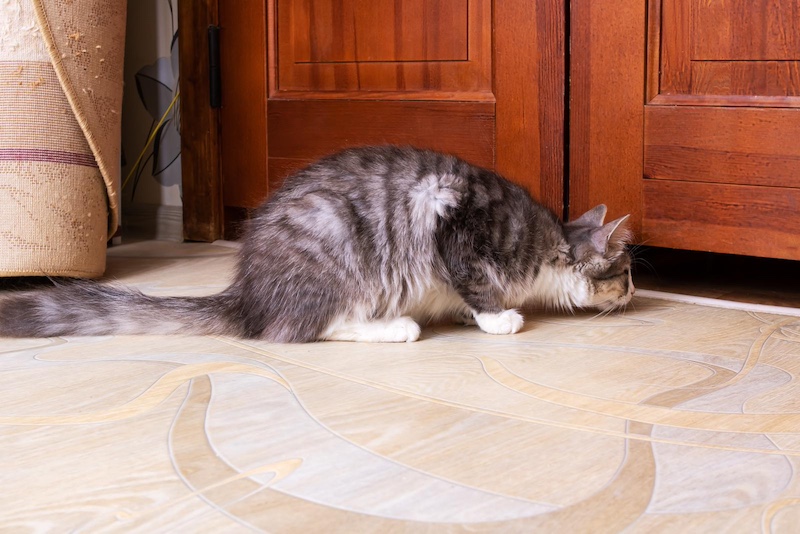 Gray cat opens a closed door closeup