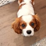 cavalier king charles spaniel