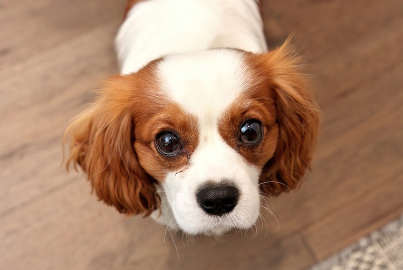 cavalier king charles spaniel