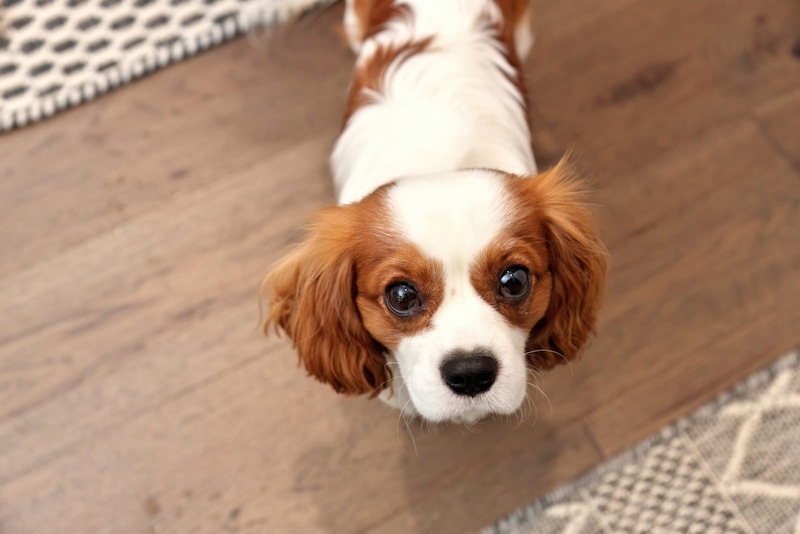 cavalier king charles spaniel