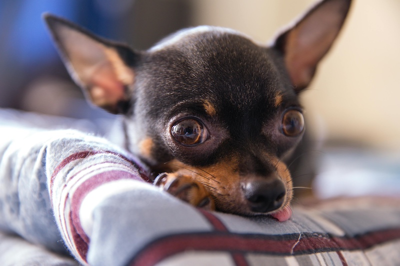 Chihuahua dog