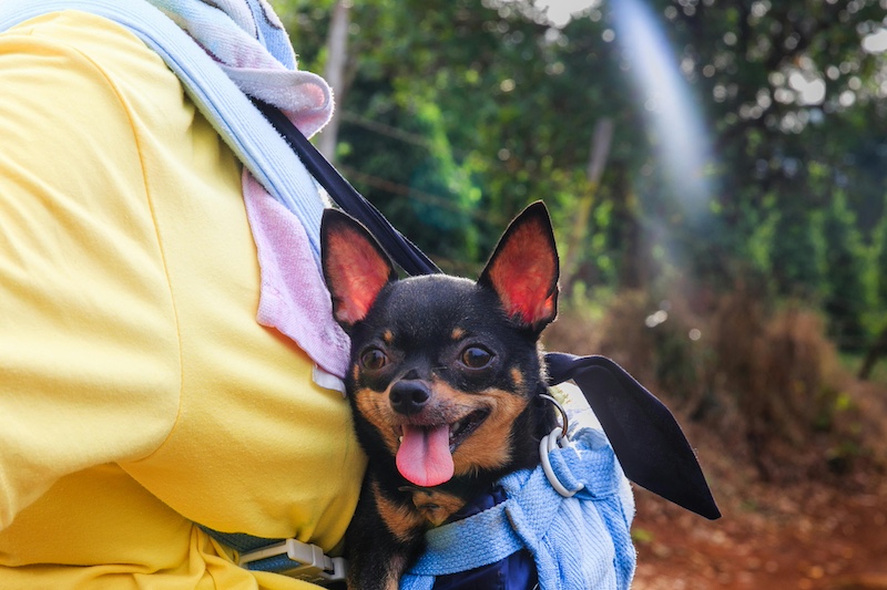 chihuahua-ears