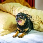 chihuahua facts