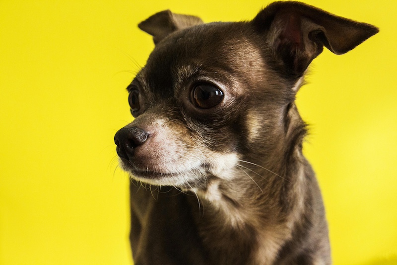 chihuahua-head