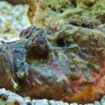 Stonefish