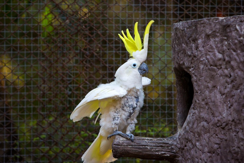 Cockatoo in the zoo