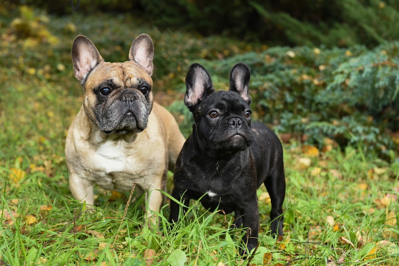 different color french bulldogs