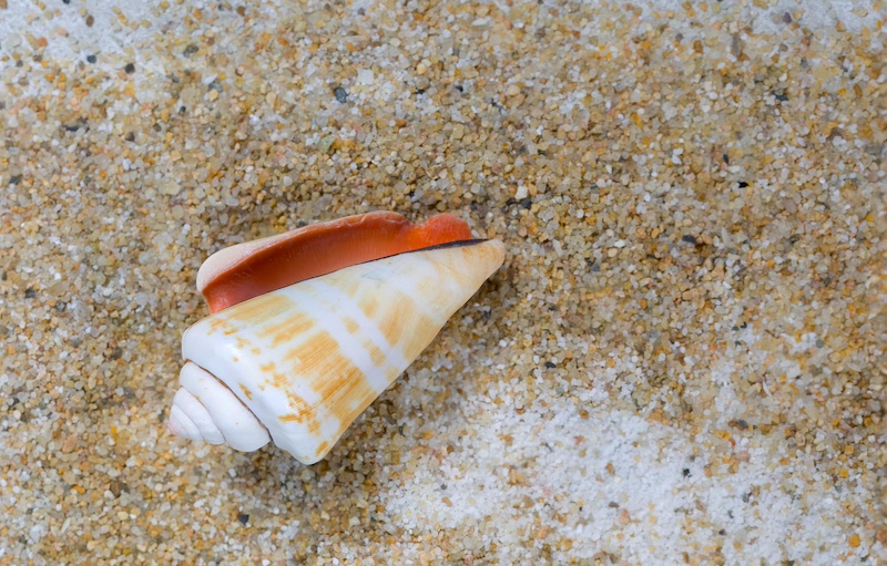 cone snail