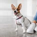cute happy dog