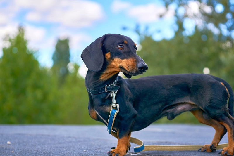 dachshund