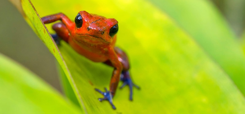 dart frog