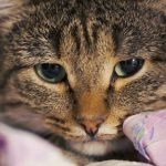 depressed cat
