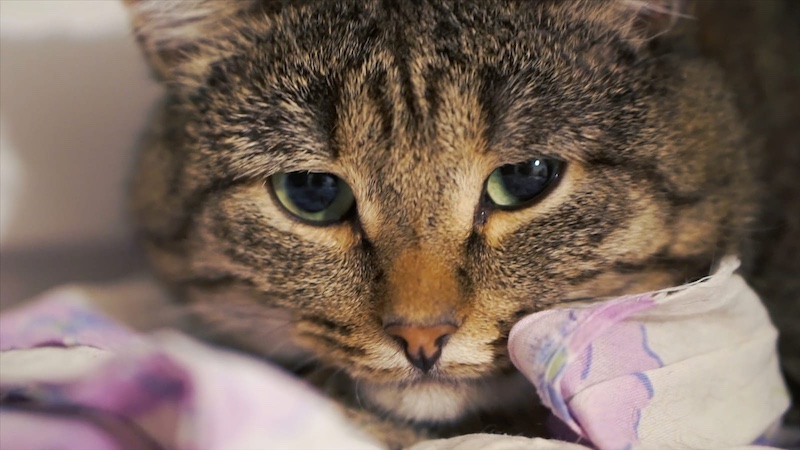 depressed cat