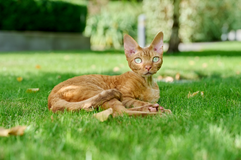 devon rex cat
