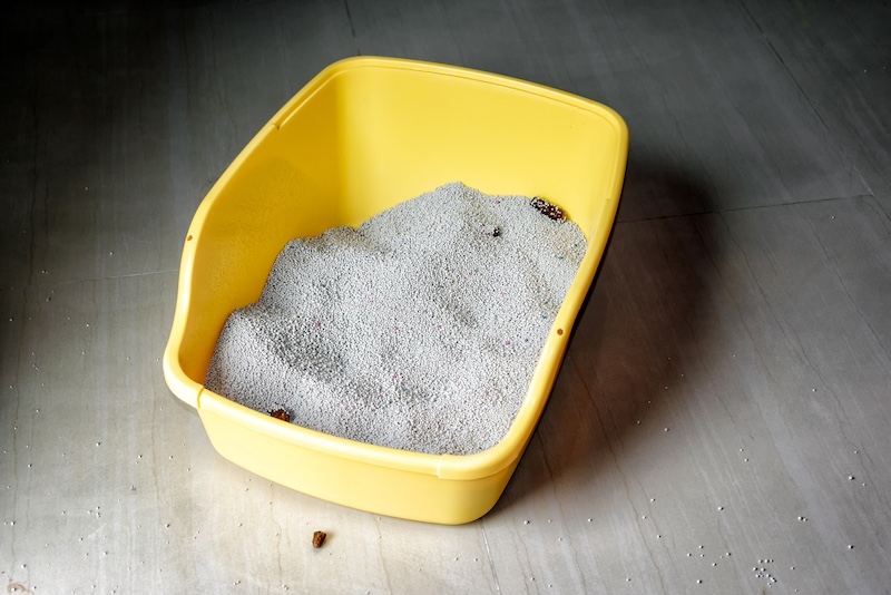 dirty litter box
