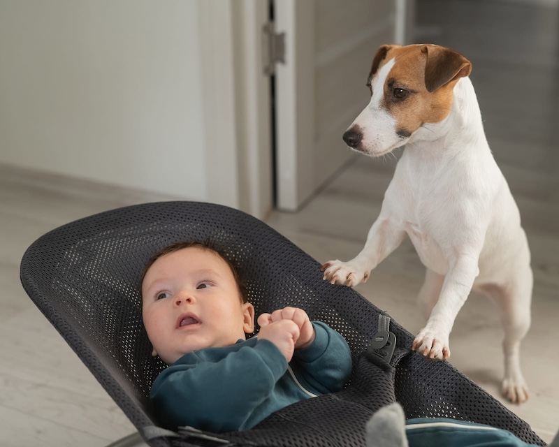 dog and baby