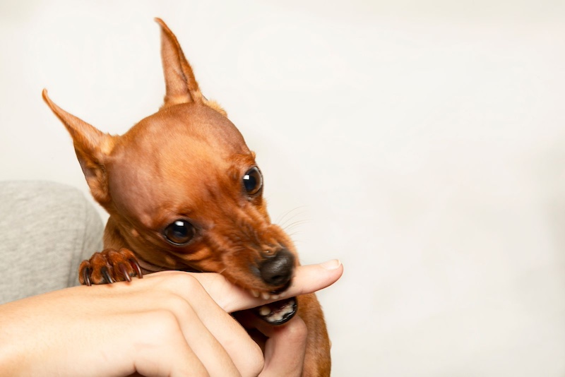 dog bite