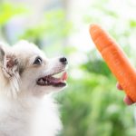 dog with carrot