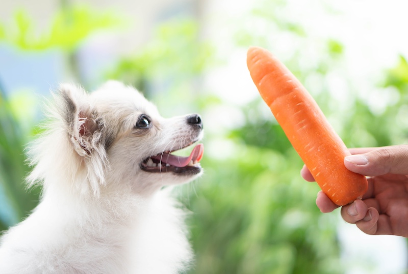 dog with carrot