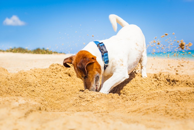 dog digging