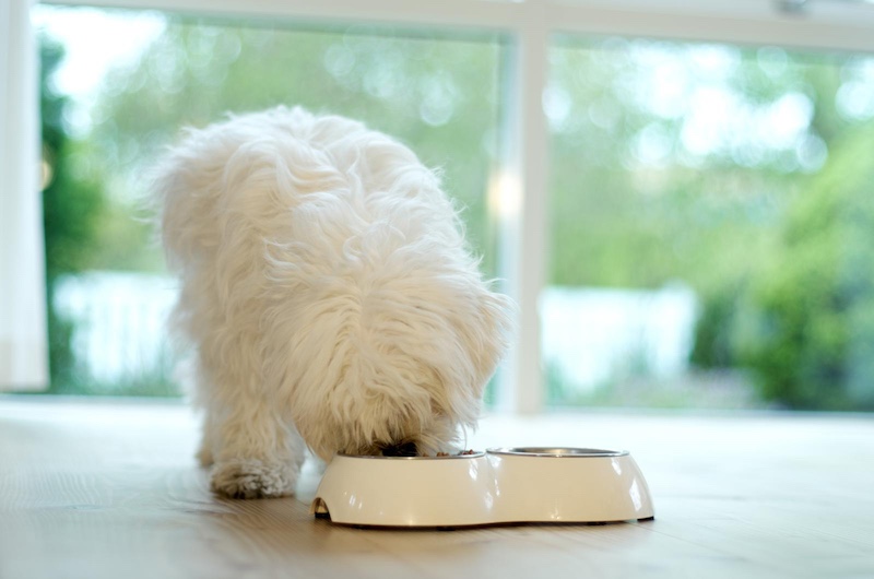 dog eating from bowls