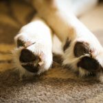 dog feet