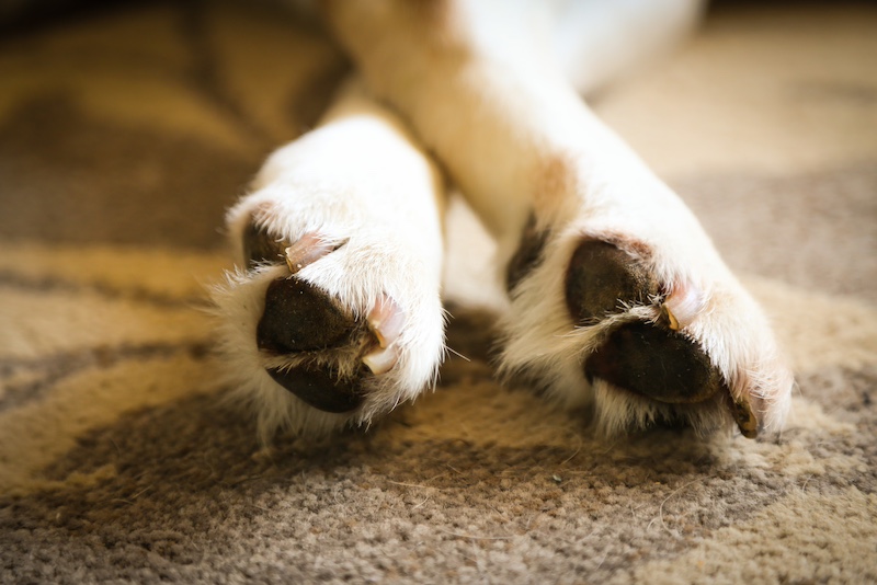 dog feet