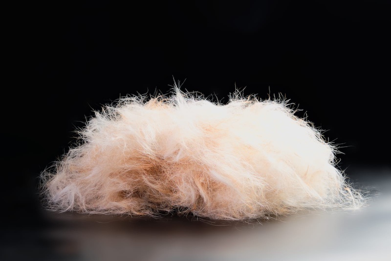dog fur