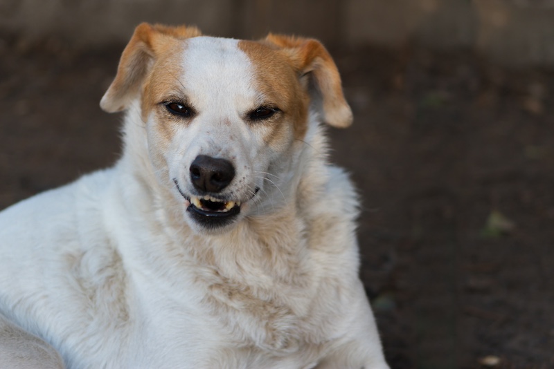 dog growling