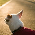 back of dog head