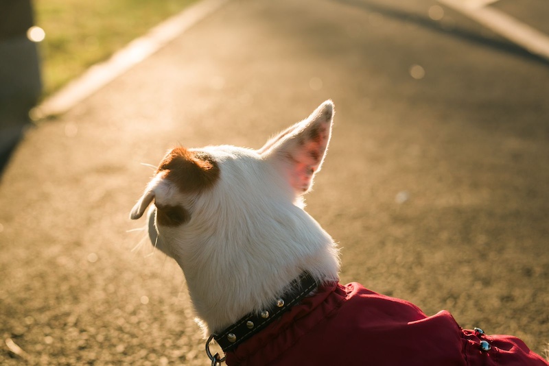 back of dog head